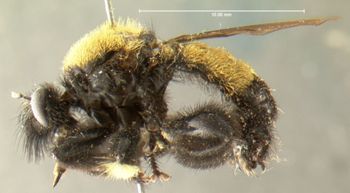 Media type: image;   Entomology 12839 Aspect: habitus lateral view